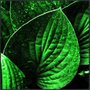 Quadro Decorativo com Folhas Verdes Moldura Preta 80x80 cm