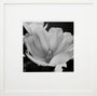 Quadro Decorativo em Preto e Branco Flor Tulipa 50x50cm