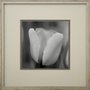 Quadro Decorativo Floral Tulipa em Preto e Branco 50x50cm