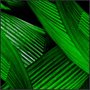 Quadro Decorativo Folhas Verdes por Dorival Moreira 80x80 cm