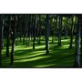 Quadro Decorativo Paisagem Floresta Árvores de Palma 100x70cm