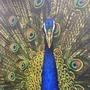 Quadro Decorativo Pavão Majestoso em Azul e Dourado com Moldura Dourada 120x180 cm
