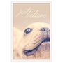 Quadro Decorativo Pet Cachorro com Moldura Branca e Frase Apenas Acredite 40x60cm