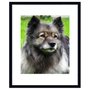 Quadro Decorativo Pet Cachorro da Raça Keeshond 50x60cm
