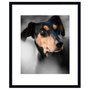 Quadro Decorativo Pet Cachorro da Raça Pinscher 50x60cm