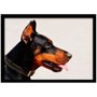 Quadro Imagem com Moldura e Vidro Pet Cachorro Doberman 30x20 cm