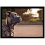 Quadro Imagem com Moldura e Vidro Pet Cachorro Dog 30x20 cm