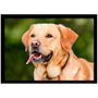 Quadro Imagem com Moldura e Vidro Pet Cachorro Labrador 30x20 cm