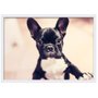 Quadro Imagem com Moldura e Vidro PET Filhote Bulldog Francês 30x20 cm
