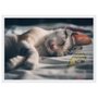 Quadro Imagem com Moldura e Vidro PET Gato Dormindo 33x23 cm