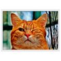 Quadro Imagem com Moldura e Vidro Pet Gato Piscando 30x20 cm