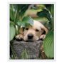 Quadro Decorativo Poster Filhote de Cachorro Labrador s/ Vidro 40x50cm