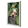 Quadro Decorativo Poster Filhote de Cachorro Labrador s/ Vidro 40x50cm