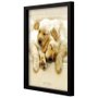 Quadro Decorativo Poster Filhotes de Labrador s/ Vidro 40x50cm