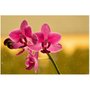 Quadro Floral Tela Canvas Decorativa Orquídea 90x60 cm