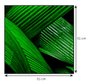 Quadro Folhas Verdes Decorativo por Dorival Moreira 80x80 cm