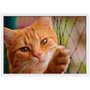 Quadro Imagem com Moldura e Vidro Pet Gato 30x20 cm
