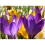 Quadro Tela Decorativa Primavera Flores Coloridas 100x75cm
