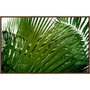 Quadro Tela Folhas de Palmeira com Moldura na Cor Mel 100x60 cm