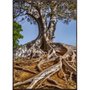 Tela Canvas Natureza Raízes Árvore com Moldura Marrom Mel - Escolha o Tamanho